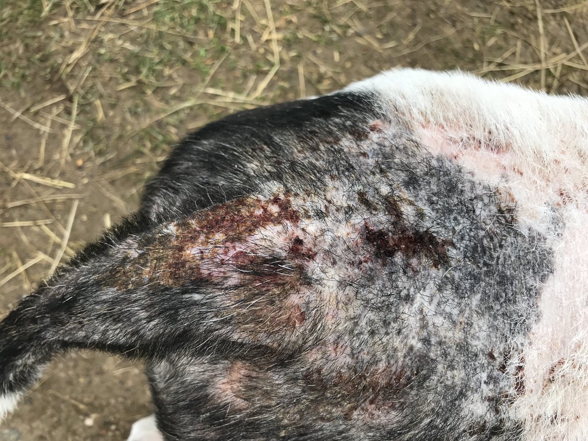 oaktreeanimals's tweet photo. Join the team as they talk about the unwanted visitors fleas. ticks &amp; worms with vet Graham Lewis from Paragon in our latest Petpod at https://t.co/6DW6DRib4E or your favourite podcast directory. #animalwelfare #parasites #cumbria #animals #dogs #cats #petadvice #carlisle #petpod https://t.co/kAQSs9rRXi