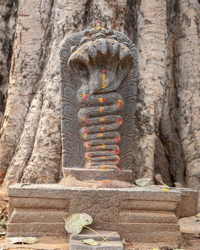 The temple has become famous for the annual Kadalekayi Parishe (groundnut fair) that occurs in November/December, as the stone bull has always been offered groundnuts by the local farmers. @LostTemple7  @desi_thug1