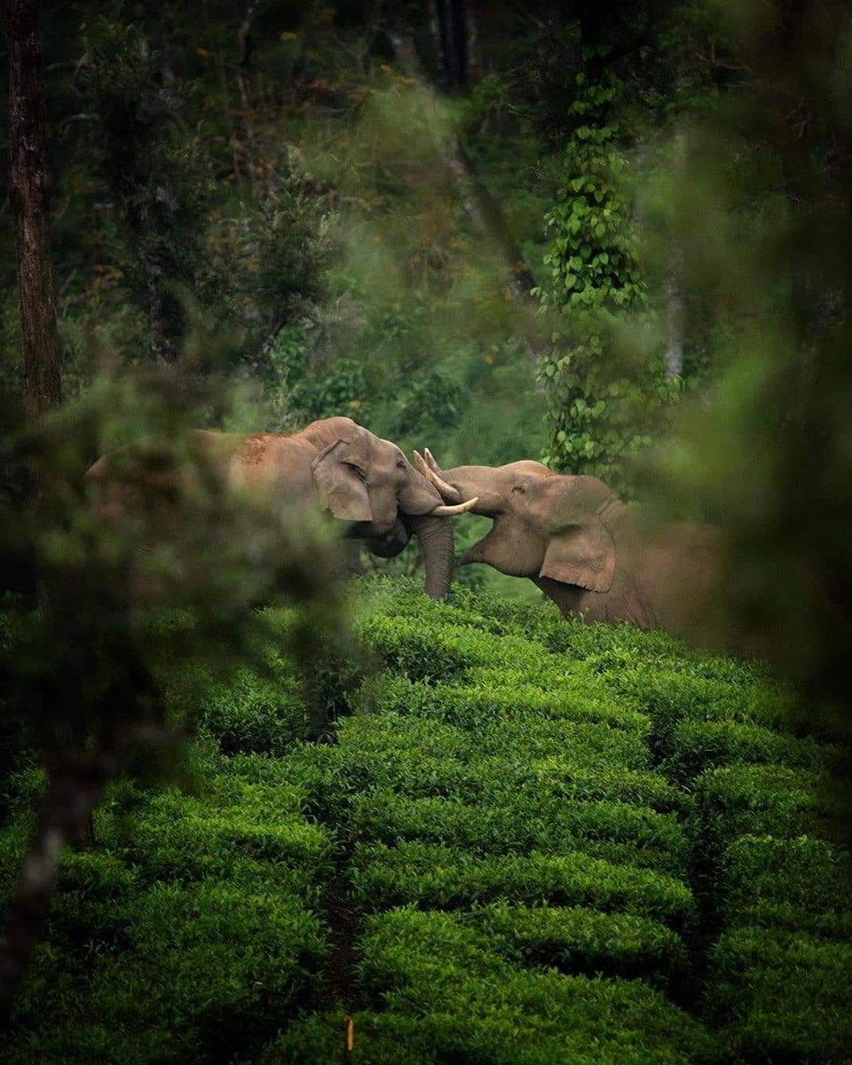 #playfight 🐘🐘
#pollachipapyrus 
#Anamalais 
#westerghats
#India