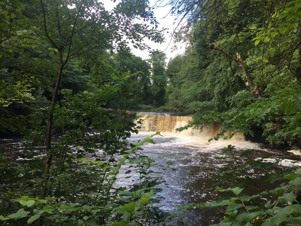 Our first  #glasgowparkoftheweek is Linn Park in the Southside. Named after the waterfall on the White Cart Water, it is the second largest park in the city at 82 hectares. The park was originally part of the lands of Hagtonhill, owned by the Maxwell family of Pollok House.
