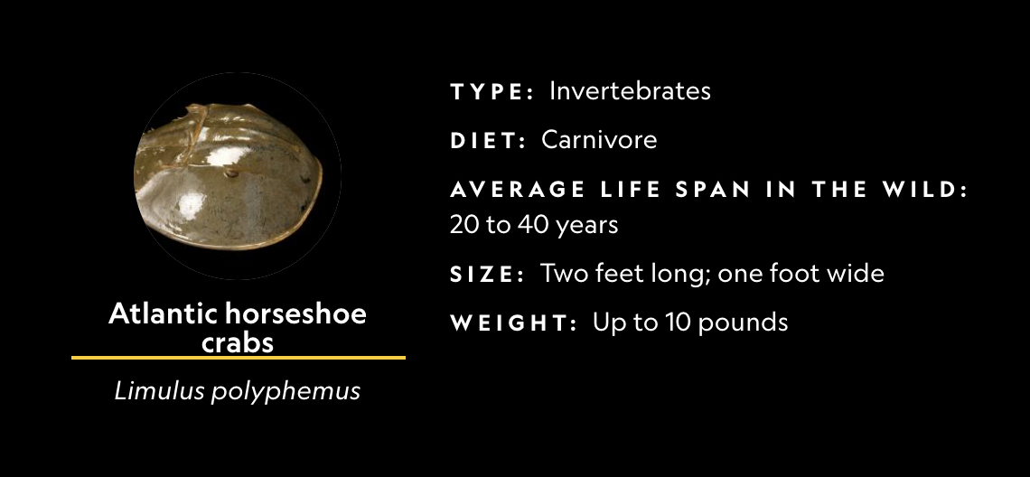 In recent years, however, Niles and other horseshoe crab aficionados say their numbers are plummeting. One potential contributor is the pharmaceutical industry’s use of their very strange milky blue blood. 4/10