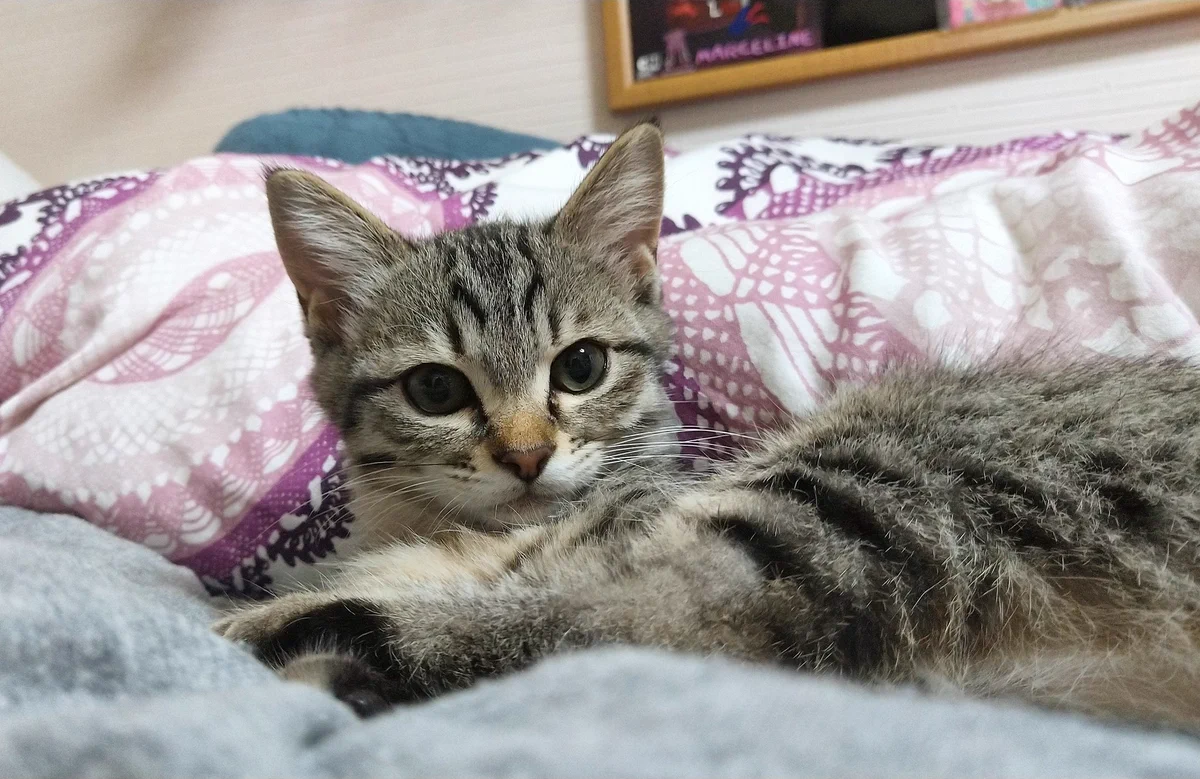 嬉しいけど遠慮してほしい…ｗｗ熱帯夜でもベッドを温める猫ちゃんｗｗ