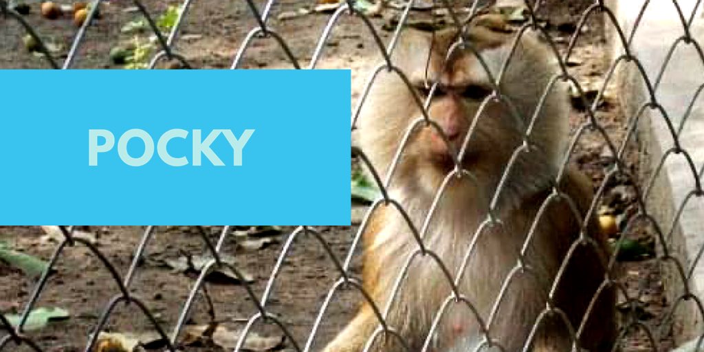 vpullinger1's tweet photo. Macaques like Pocky are often drugged and beaten into submission so tourists can have their photo taken with them. Donate to @WFFThailand to help them support and rescue more animals from #animalCruelty https://t.co/ZpZDpLmdHR