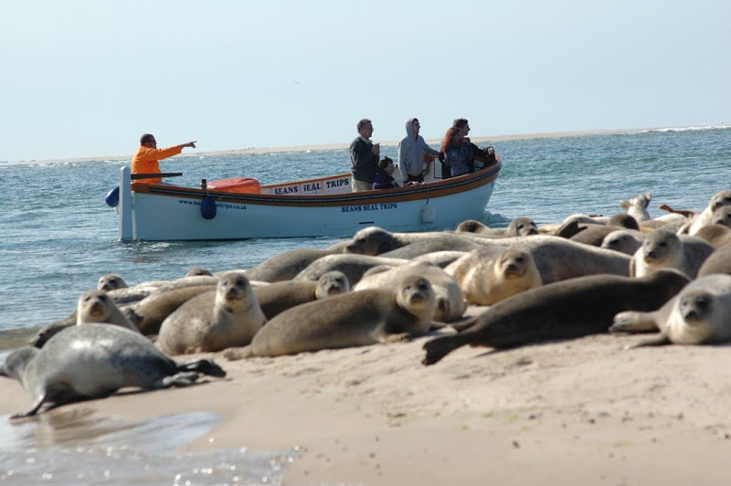 No visit to North Norfolk is complete without a boat trip out to see the seals at Blakeney Point. Beans Bots have over 50 years experience and operate throughout the year.  visitnorthnorfolk.co.uk/boating-days-o… Book now to avoid disappointment as due to social distancing seats are limited.