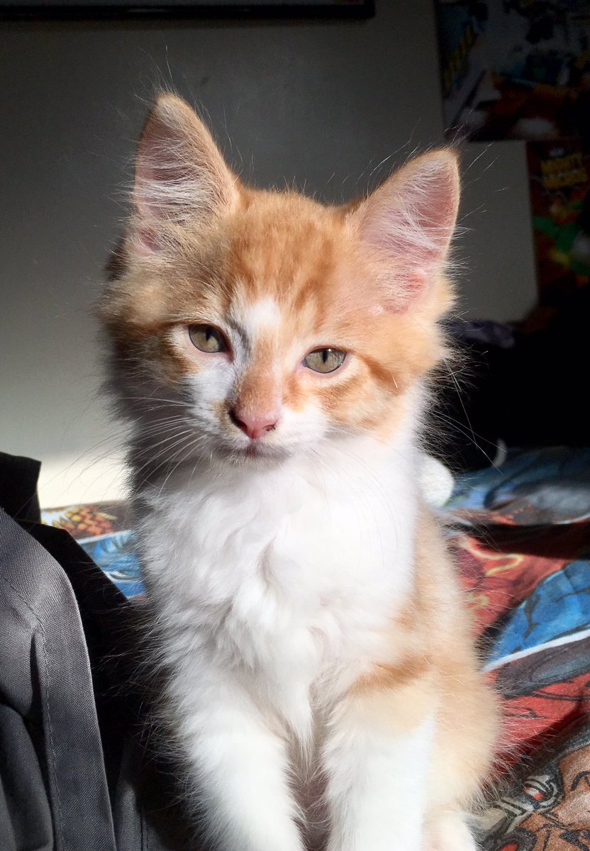 Mummy2aRockStar's tweet photo. It’s #NationalKittenDay so here’s my two when they were itty bitty little kitties 🐱 #Cat #CatsOnTwitter #catsofthequarentine #jellybellyfriday #FridayFeeling #Kittens #Kitty #CalicoCrew #CatsOfTwitter https://t.co/fqpyOk3rq0
