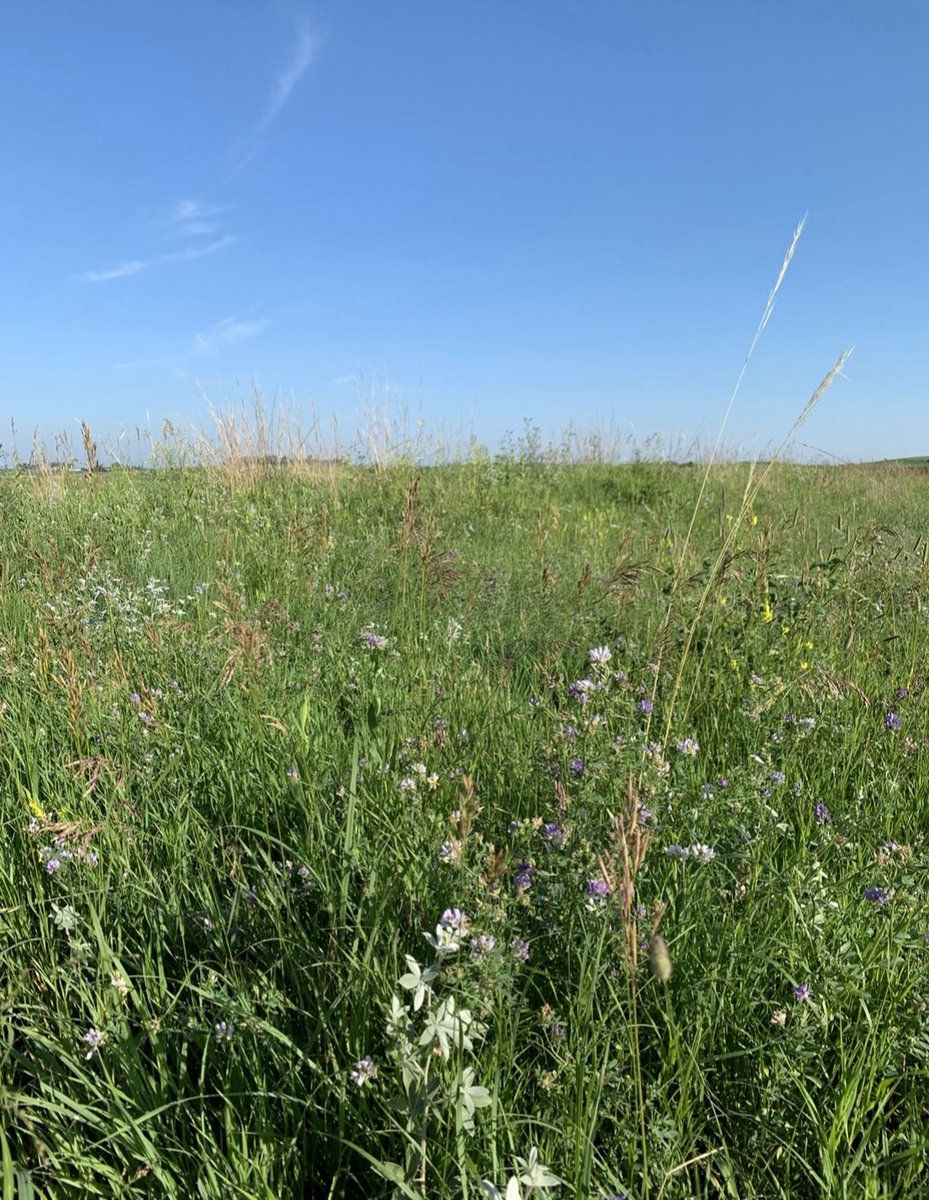 I missed Day 4 of  #BlackBotanistsWeek :  #BotanizingWhileBlack but it’s super important so I will be going over it today! Similarly with field work and being  #BlackinSTEM in general, it can be uncomfortable or dangerous. We are expected to be hyper-aware and hyper-professional...