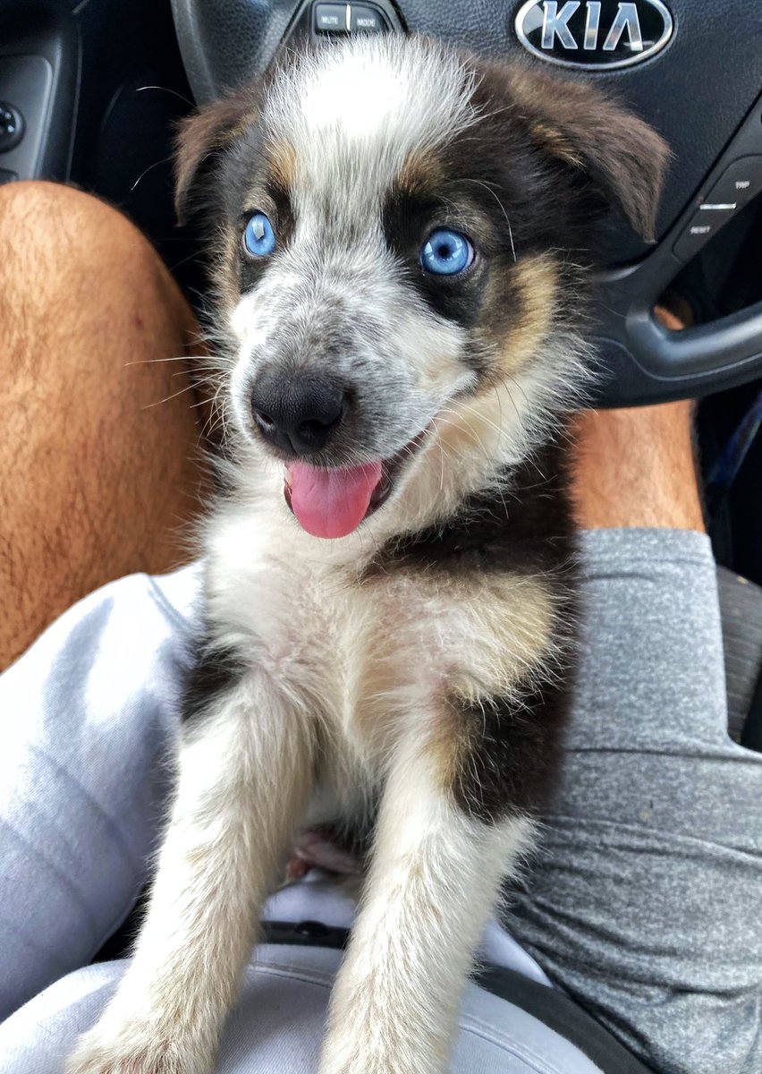 aussiesdointhgs's tweet photo. Meet Archer! He likes going on runs with his dad, meeting new people, and smiling 24/7.
📸 IG archer.miniaussie https://t.co/k7yIVzTcjZ