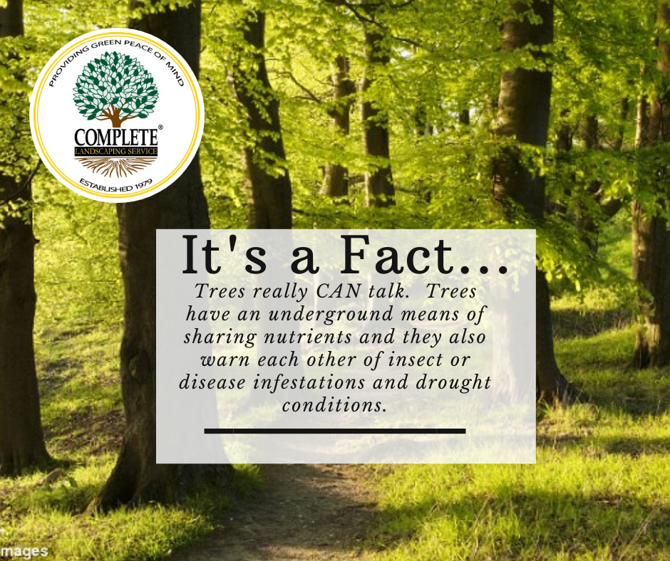 It's #funfactFriday!  Bringing you interesting facts about nature and landscaping.  #greenpeaceofmind