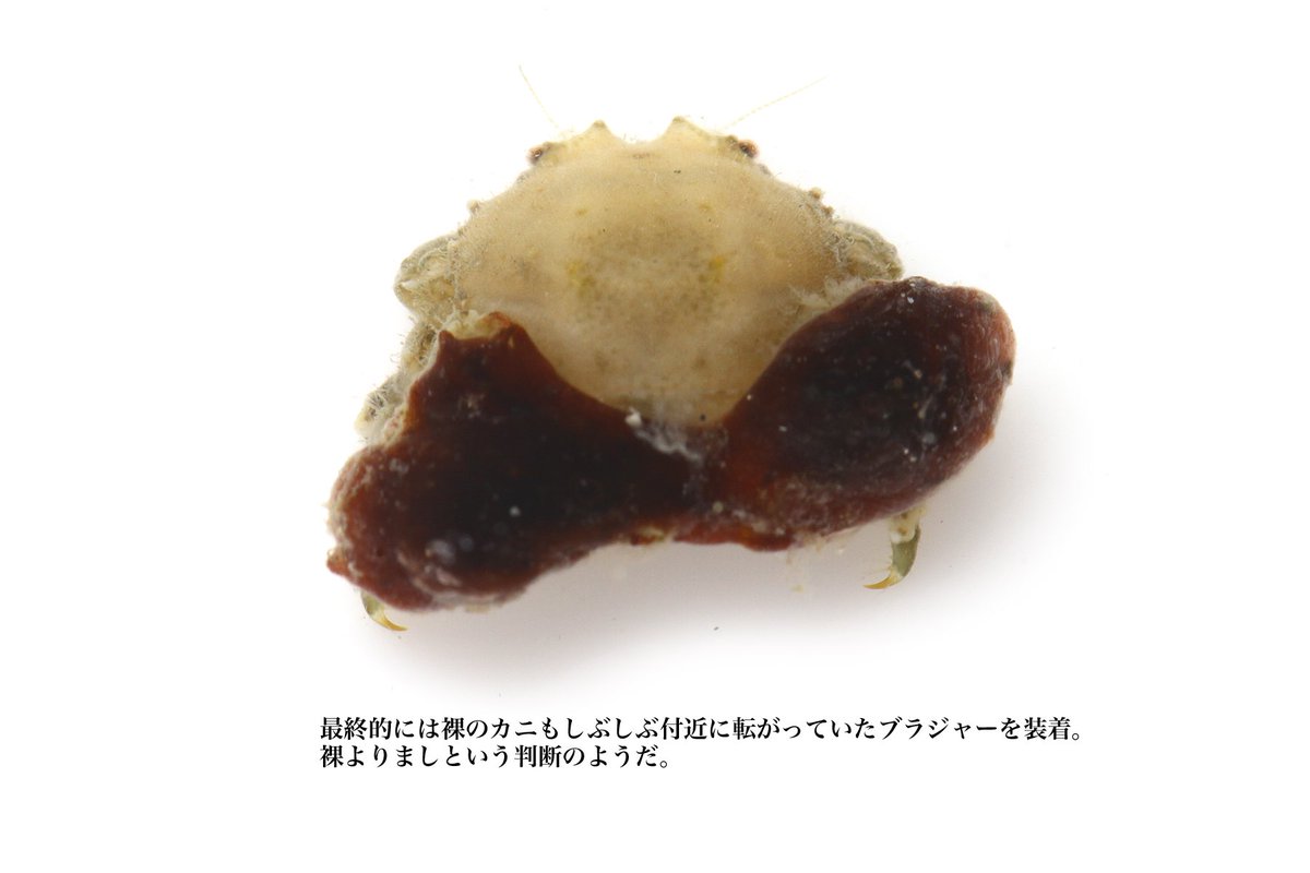 イソカイカムリは自分の装備している海綿に満足しているのか 実験してみたら満足していないと分かった 仕方がないが我慢しよう感がすごい Togetter