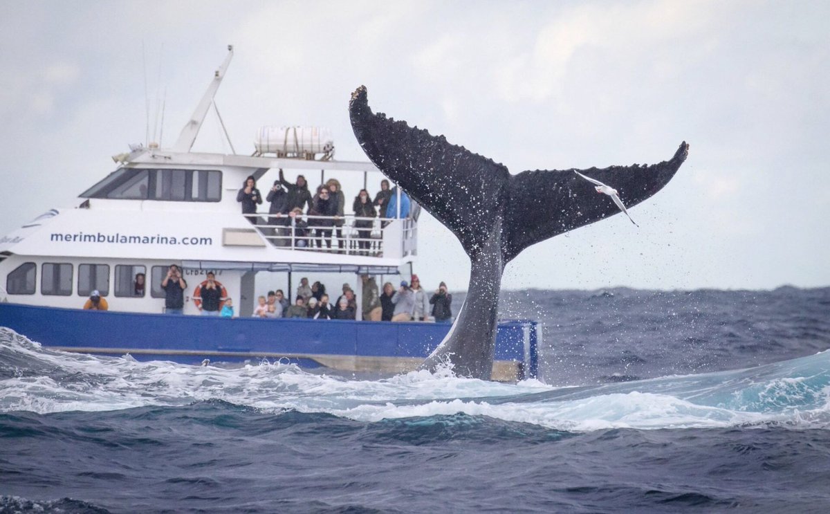 Wat. Een. Foto.
#SydneyHeads #Australië
(Beeld John Coodridge)