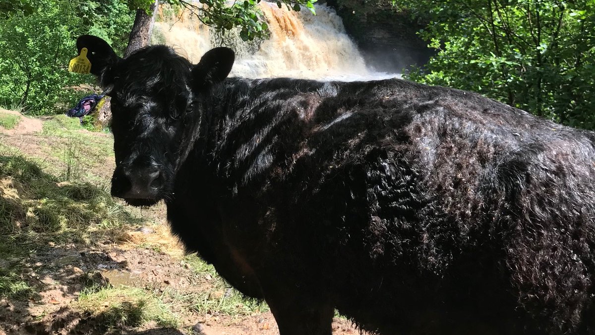 Still waiting for a RAF helicopter to help rescue a stranded cow from a gorge in Cumbria. 🐄🐮 The animal has been stuck since Monday after a gate was left open at Crammel Linn waterfall. bit.ly/3ehrMlV