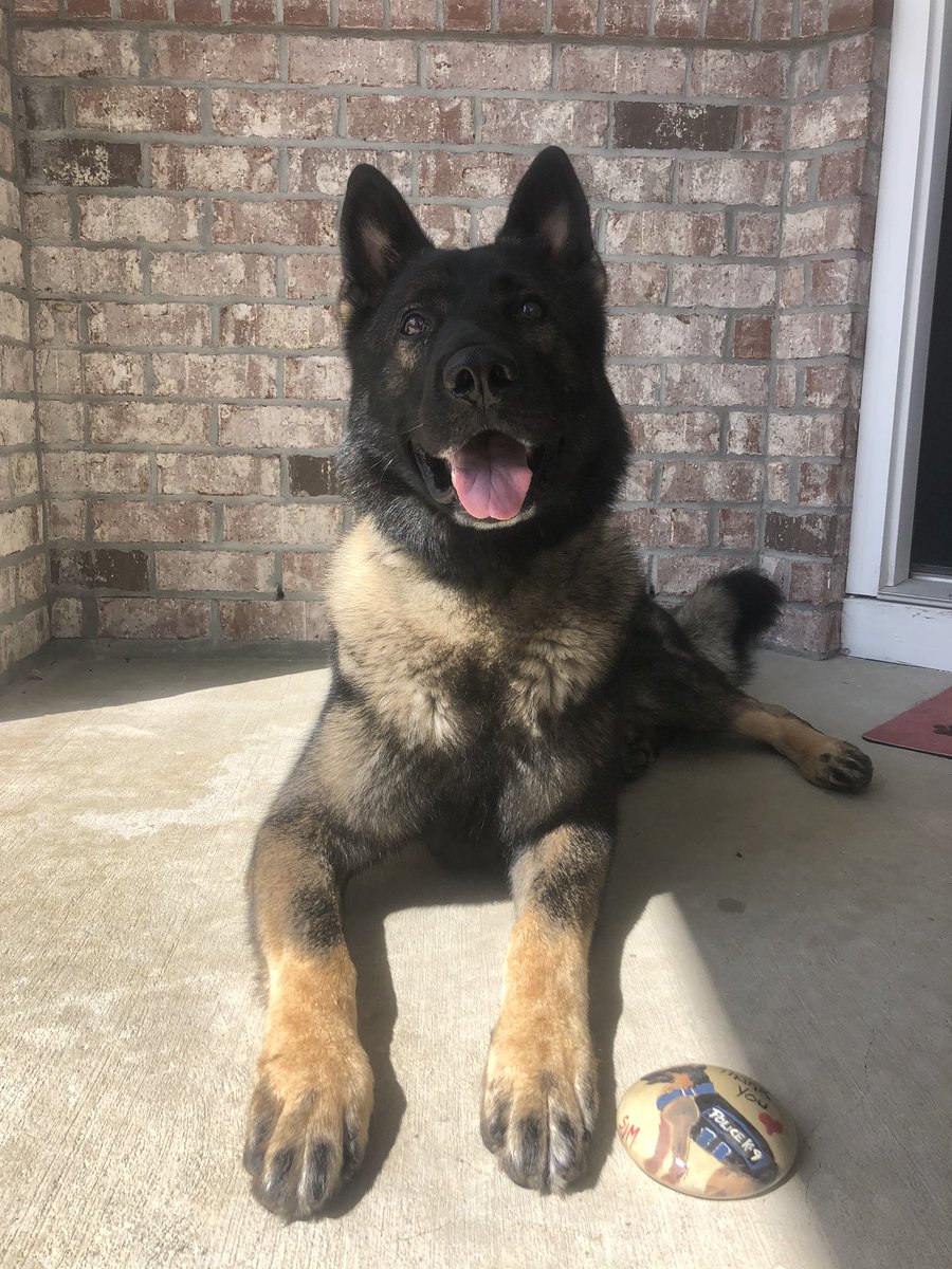 K9 Apart tweet media