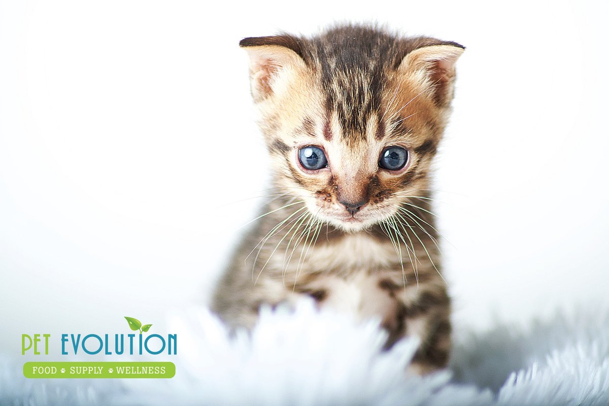 pet_evolution's tweet image. It’s National Kitten Day! Anyone have a sweet little furball they want to share today? 😻