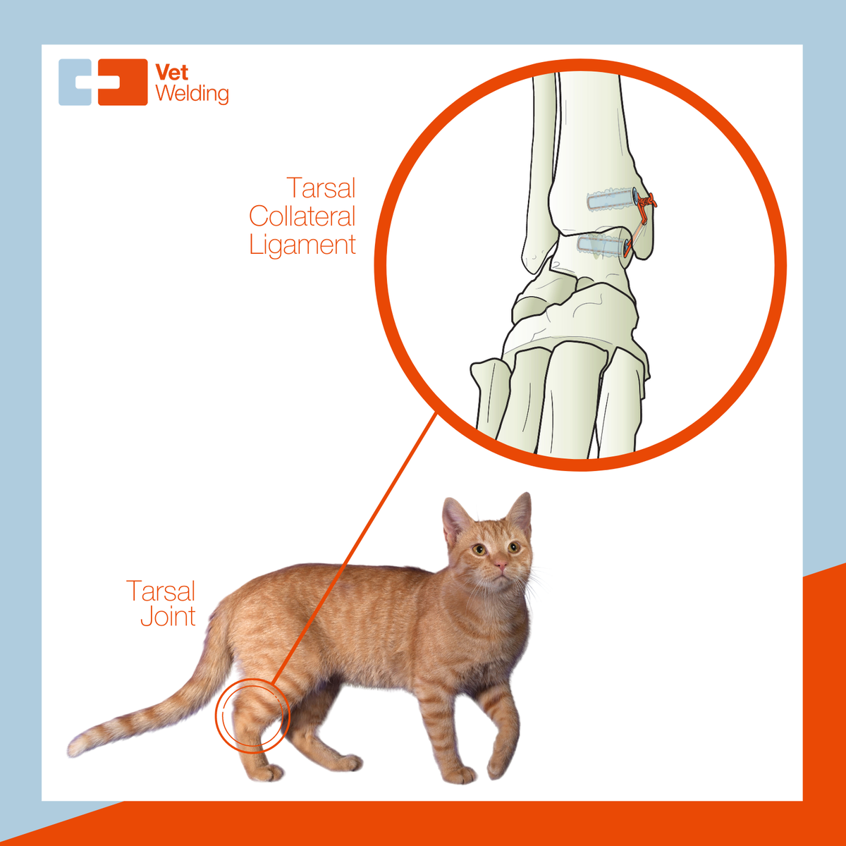 VetWelding's tweet photo. One of the common indications for the #Weldix® Anchor is the Tarsal Collateral Ligament Reconstruction in #cats. The Weldix® can be placed flush with the bone surface inside the tarsal joint and therefore it is possible to place the suture on a more anatomically correct point. https://t.co/VMhzt5sDMo