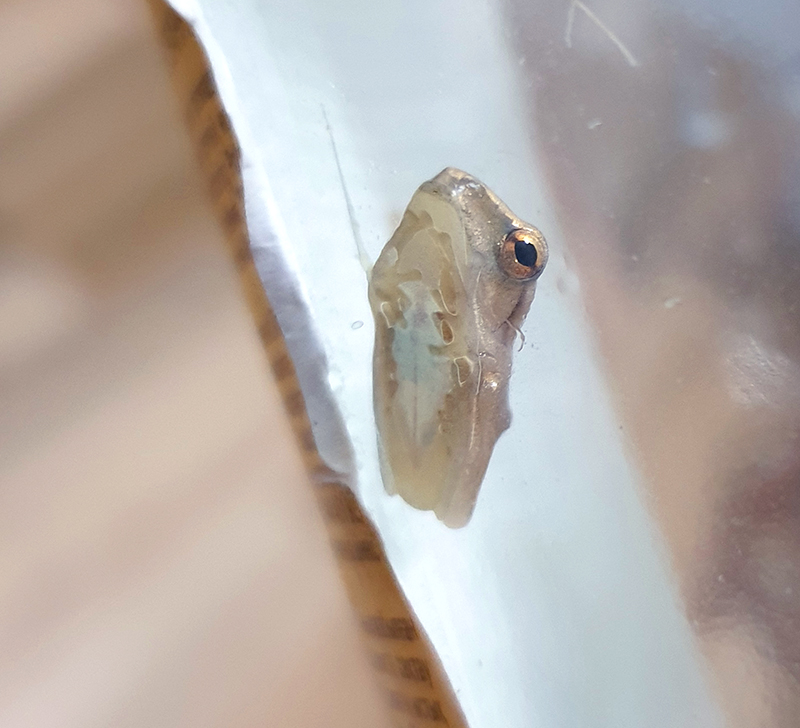 !!!the first frog to emerge from our tadpole tank!We thought they were gonna be (the super common) black spined toads, but surprise, 4 lined tree frogs!!! This guy was actually MISSING for a few days because he climbed outta the tank (toads can't do that, we were not prepared)