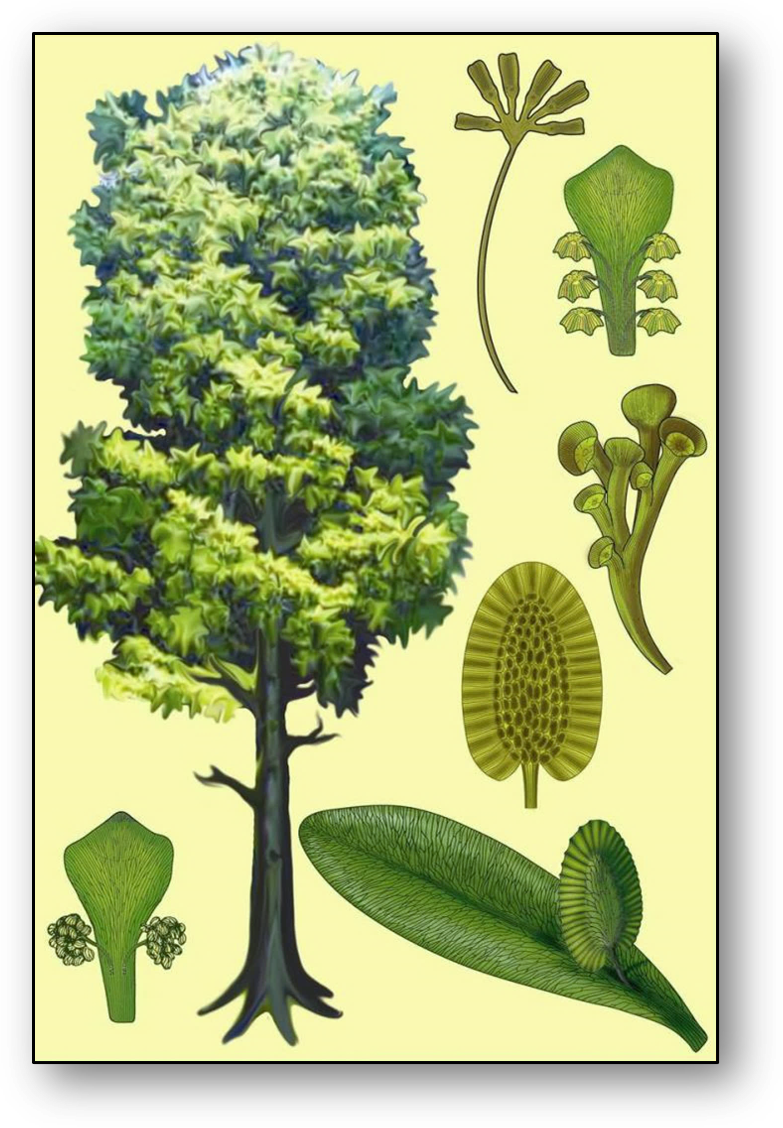 The glossopterid fossil record is highly fragmented, discovering whole floras is very rare. This means that fossils are described as they are found and useful links (attached fertile structures) can be discovered after several years have passed. (3/14)