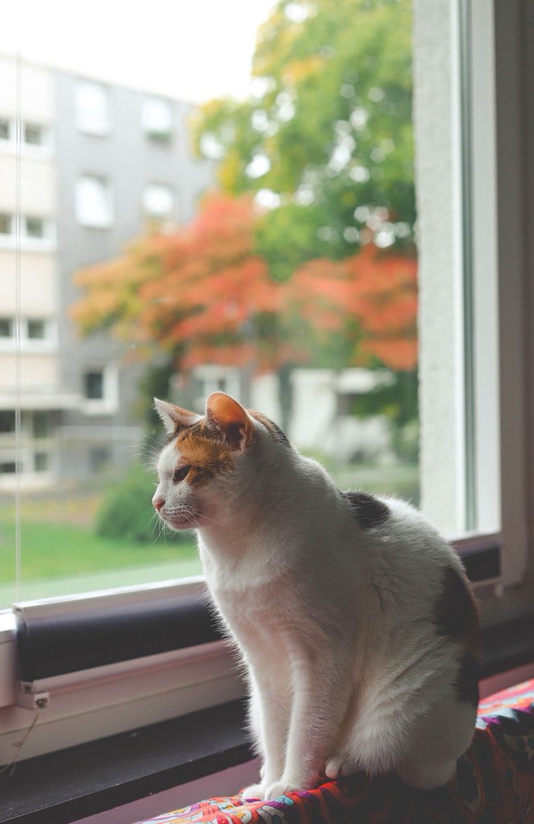 That moment when kitchen kitty *CAT*ches you having a picnic but didn't get the invite. Looking for recipes for summer picnics? Head to our recipe section for inspiration.
#kitchenkitty #picnicday #recipes #easybaking #icecream #nationalkittenday ⠀
https://t.co/DPQV63fTx7 https://t.co/HAnBBhfMX0