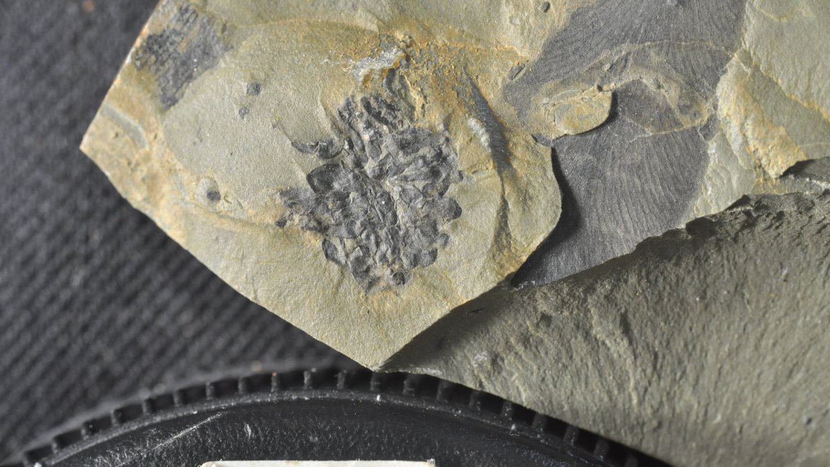 Let’s use one of the male Glossopteris structures as an example.Arberiella is the pollinate structure that consists of the microsporangia sacs of Glossopteris fructifications. Arberiella has been reported across Gondwana (5/14)