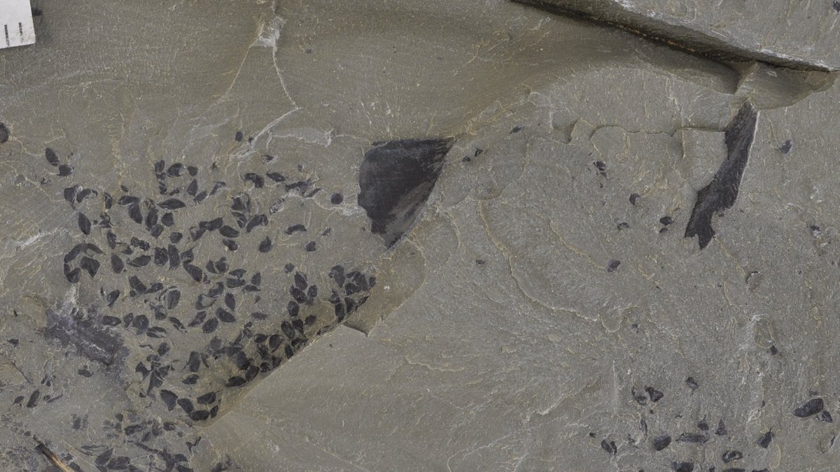 They can be found isolated, in clusters, or organised in fertile structures (we will get to this later). 6/14