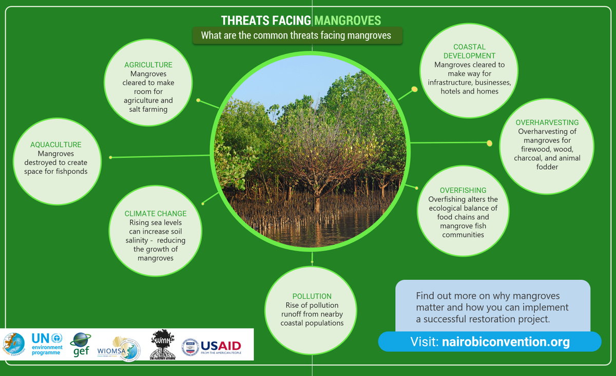 NCSecretariat's tweet photo. What are the threats facing #mangroves, some of the most productive ecosystems on earth?
Check out our infographic below to learn more and stay tuned for our upcoming Mangrove Restoration Guidelines, available 24 July on https://t.co/yvwTGJmSev! @wiomsa @theGEF #WIOSAP #SDG14 https://t.co/j3fgIqUGKZ