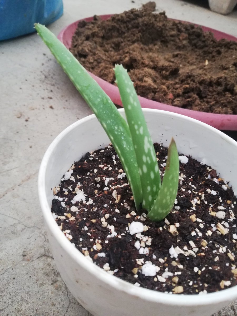 Just potted these Aloe Vera babies from the mother plant.  #greenThumb