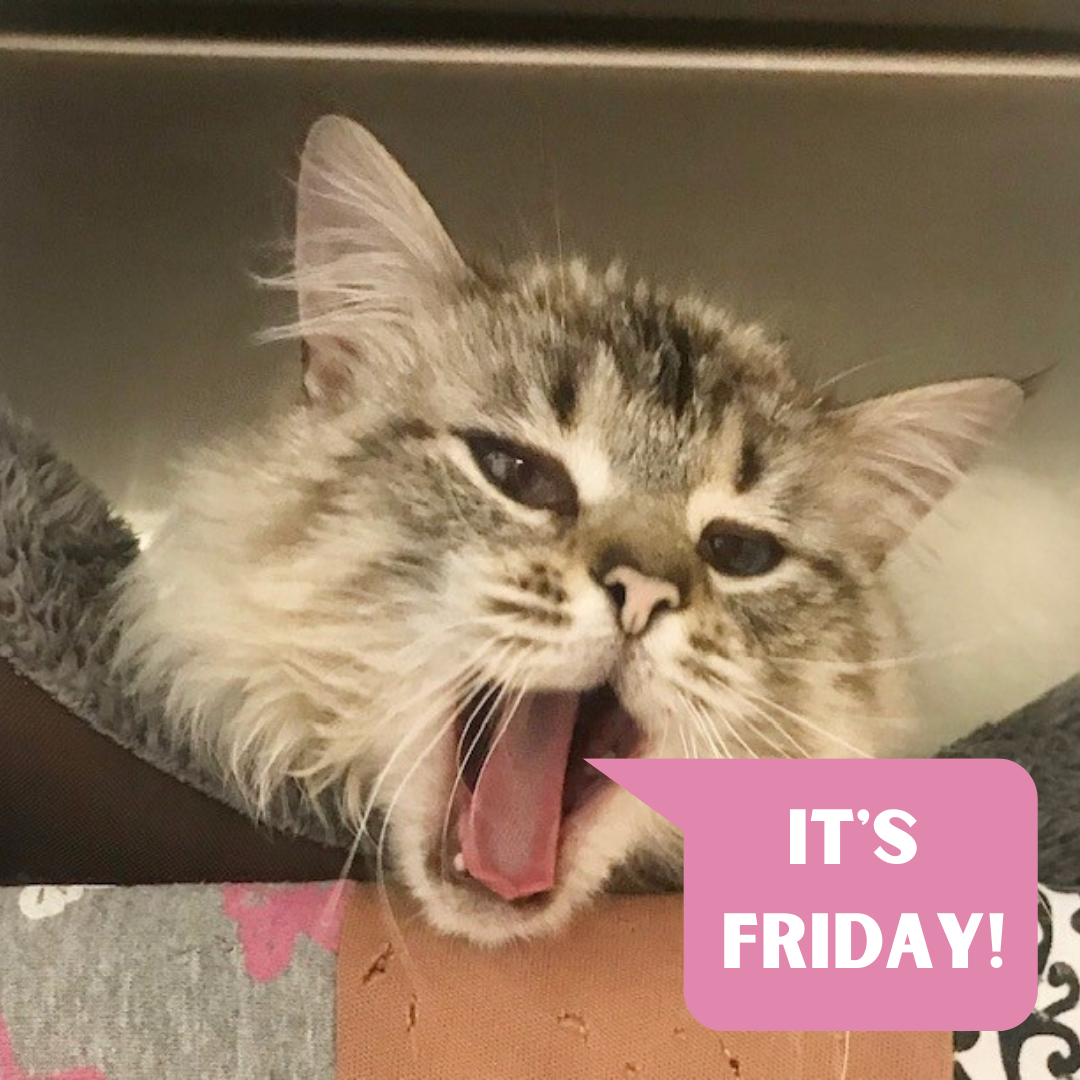 #AdoptLansing #TGIF