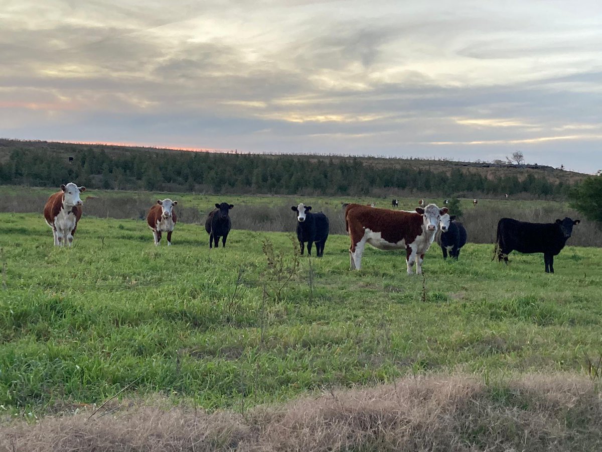 BiotechUruguay's tweet photo. 🐄 Vacas de cría suplementadas con #Optigen y con la adición de #Mycosorb para controlar efecto de micotoxinas en el silo de sorgo que están comiendo.
Palmitas, Soriano. https://t.co/Mq9KrJVTsM