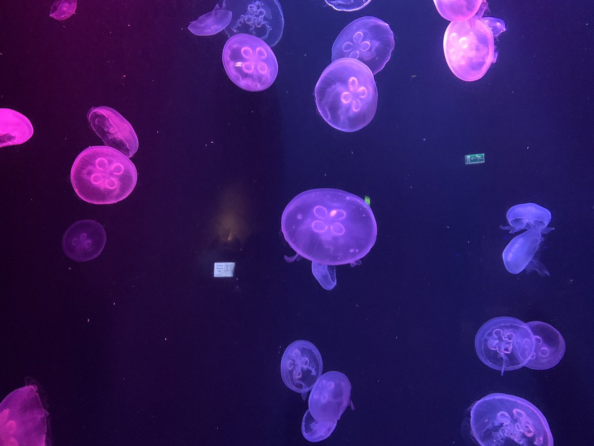 MeghanaSudhir's tweet photo. Jellyfish #lostchambers #atlantis @ATLANTIS #Dubai https://t.co/BM5MK2GhxY