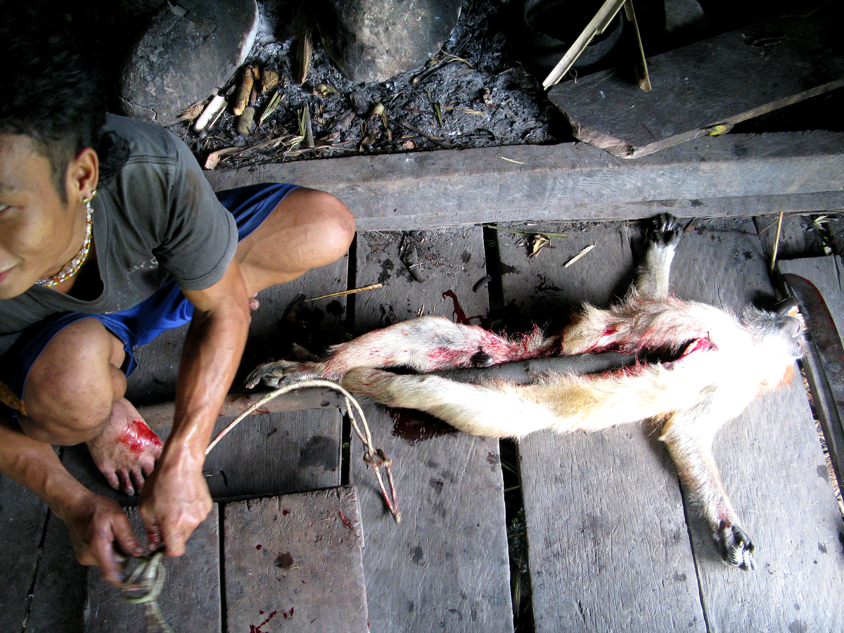 2. Shamans are also permanently tabooed from eating certain animals—particularly, gibbons, white simakobu monkeys, eels, flounders, & Mentawai squirrels. We found that costliness is orthogonal to whether an animal is tabooed; instead what seems important is that they're strange.