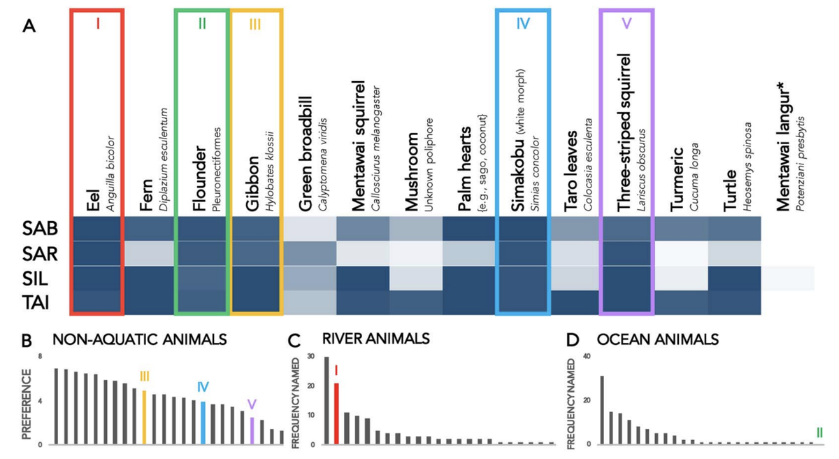 2. Shamans are also permanently tabooed from eating certain animals—particularly, gibbons, white simakobu monkeys, eels, flounders, & Mentawai squirrels. We found that costliness is orthogonal to whether an animal is tabooed; instead what seems important is that they're strange.