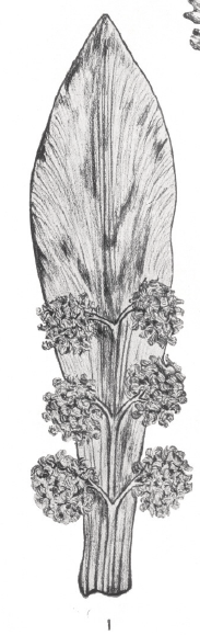 Glossatheca described in India,is like Eretmonia, they differ by the no. of sporangia-bearing pedicels. Some researchers suggest that Glossotheca and Eretmonia should be placed under one genus because the differences are so small. So much controversy! 10/14: Surange & Chandra