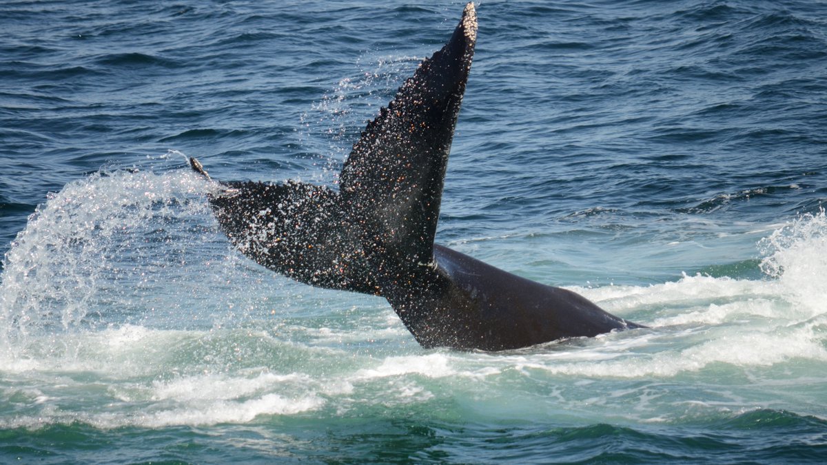 Whale watches return starting Monday, July 13! 🚤🐋 
.
In our #VirtualVisit of the day on FB + YouTube at 11am, Laura Howes of @cruisebhc  takes us out on the water to spot humpback whales, fin whales, and even dolphins! #WhaleWatch #Dolphins #VirtualWhaleWatch