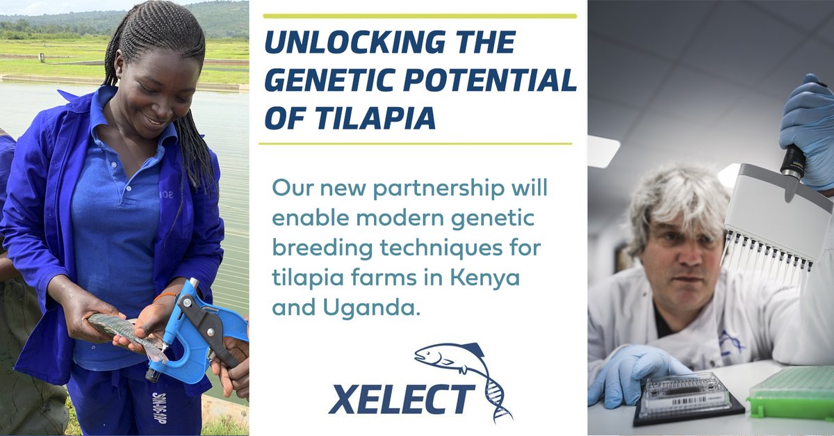 We’re delighted to announce our genetic analysis project for tilapia, supported by Msingi East Africa - a big leap forward in sustainable aquaculture for the region!

Read more here: xelect-genetics.com/xelect-announc…

#aquaculture #genetics #sustainability