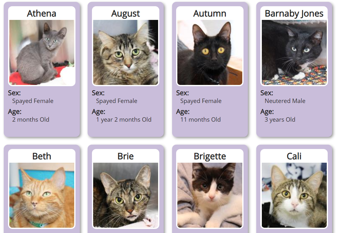 CrowneLansing's tweet photo. It's Friday! It's National Kitten Day! 🐱 Share yours in the comments ⬇️ and if you could use a new roommate check out the @CAHSLansing site. These cuties &amp; more are ready for adoption!

#AdoptLansing https://t.co/YRv4vydUta