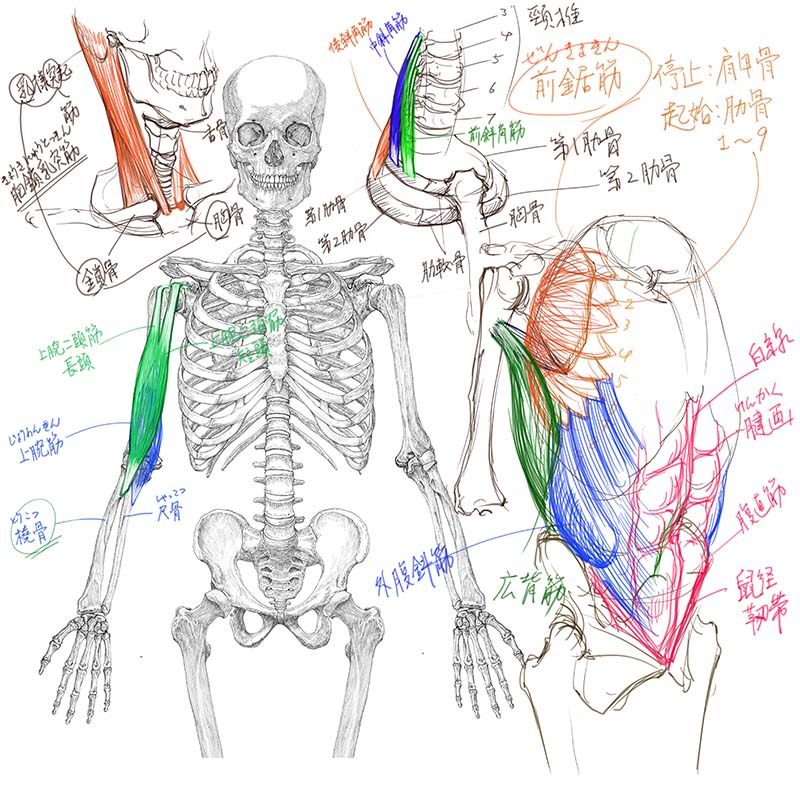 今日のデジタル板書。体幹の筋肉を中心に。#美術解剖学 