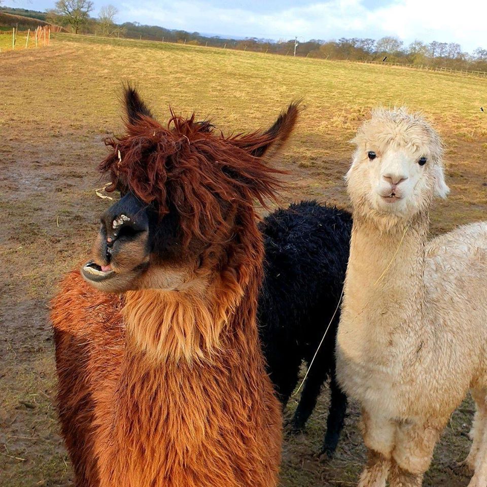 FabFarmShops's tweet photo. The whole family can get up close, learn & spend time with these alpacas at @minskipfarmshop's unique 'Alpaca Experience!'
Sessions available Tues & Sun mornings & you can book here https://t.co/Crb6W9jpDy
#minskip #farmshop #alpaca #boroughbridge #farmshopevent #farmshopfun https://t.co/TgEhyfTbZv