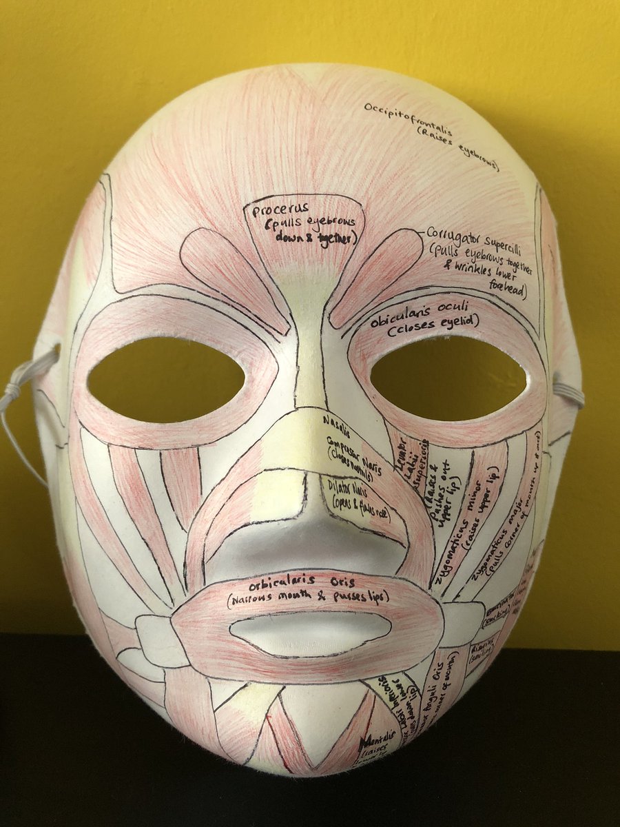 taslimaSLT's tweet photo. A few basic models i have worked on... to help me really figure out this anatomy stuff! As a kinesthetic visual learner- it’s deffo helped me to understand  and learn certain terminology deeper &amp; their location!Would recommend for any1 struggling to have a go! @SLTatBCU https://t.co/OslgySEGvh
