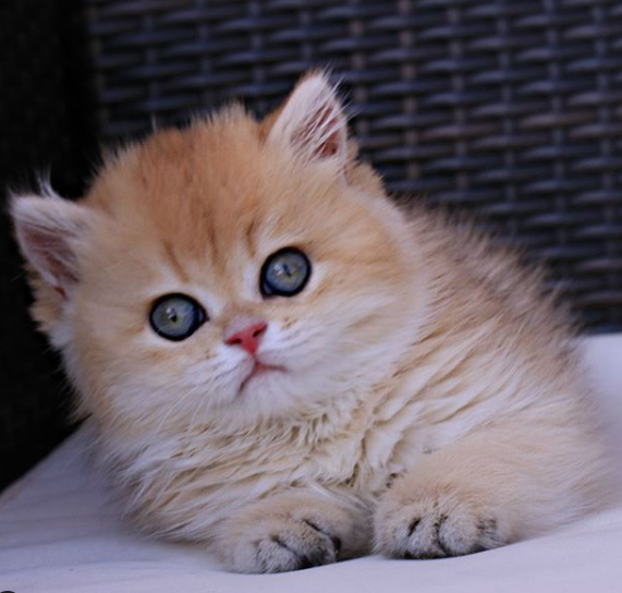 CatslovingC's tweet photo. are you love it........❤💕💖#cat #CatsOfTwitter #AdoptDontShop #cats #gingercatsrule #CutenessOverload
#thursdayvibes https://t.co/50qZuuVKo6