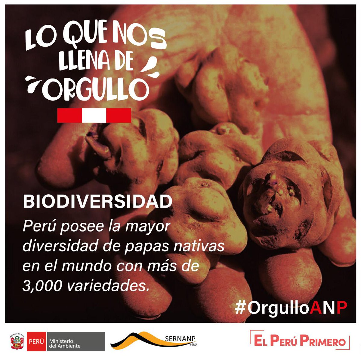 SERNANP's tweet photo. #OrgulloANP 💚
🙌Orgullosos de nuestros alimentos sostenibles como la papa🥔, recurso de gran importancia y valor para la seguridad alimentaria del Perú, y que en las áreas naturales protegidas son cultivados en andenes milenarios y bajo técnicas ancestrales.
#FiestasPatrias 🇵🇪 https://t.co/hppJcaJ7BY