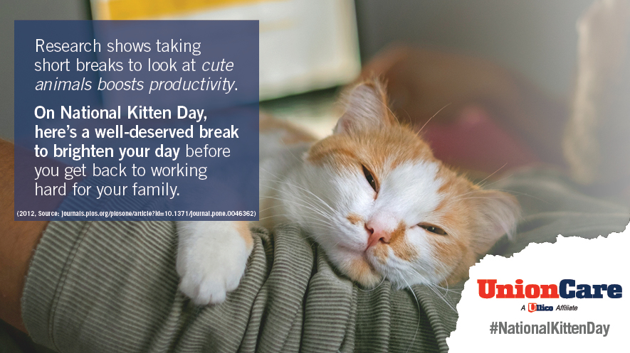 Aww ... #NationalKittenDay