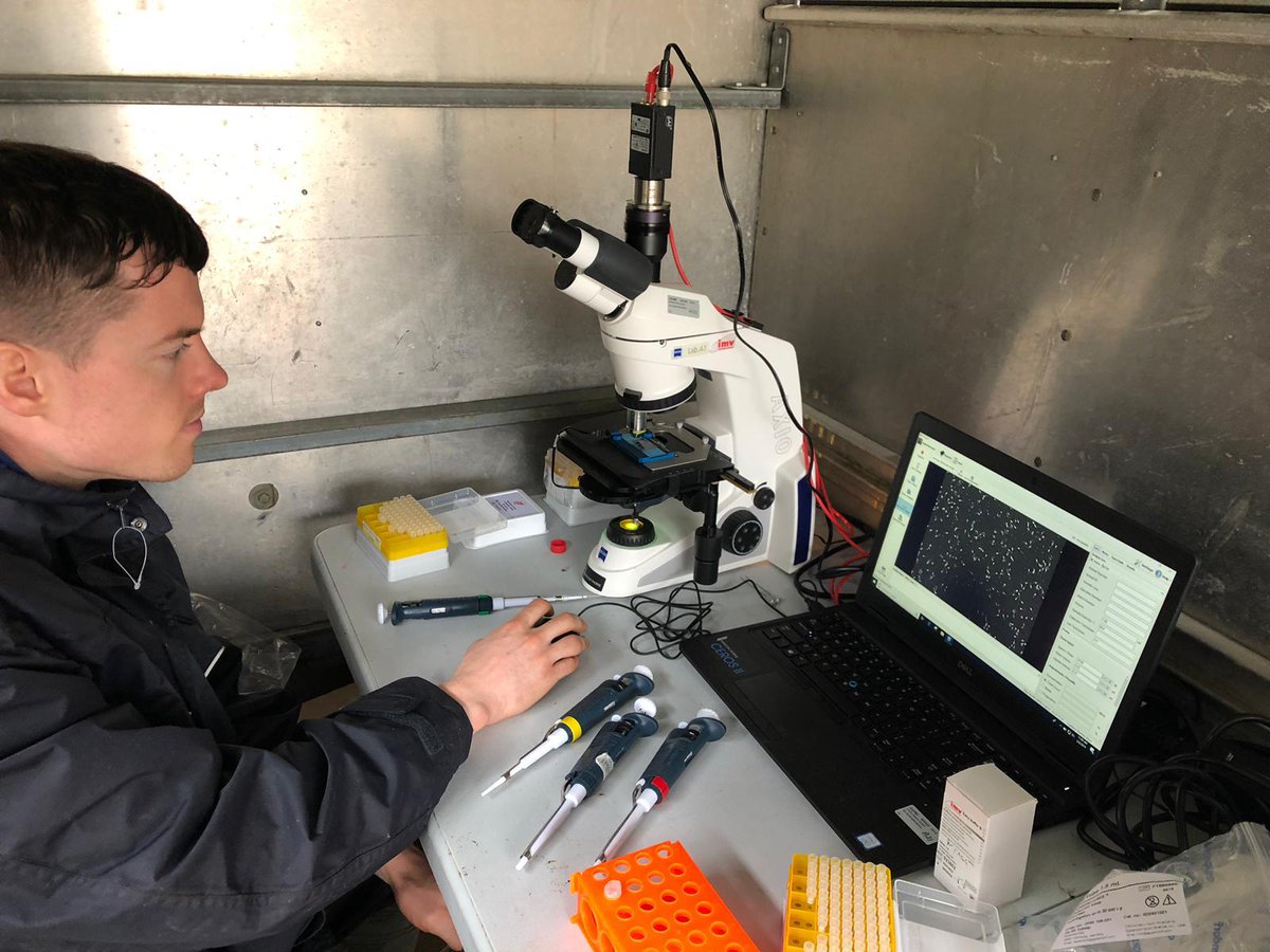 teagasc's tweet photo. In seasonal production systems demand for semen from young genetically elite bulls often exceeds supply. Researchers are examining the role of nutrition & genetics in regulating sexual development, semen quality & fertility in young bulls. https://t.co/D1o4uHUgzf #VirtualBeefWeek https://t.co/tnnSDUhKZO