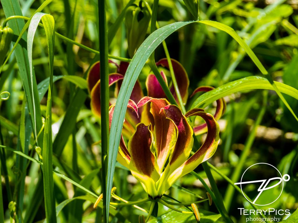 TPics26's tweet photo. @m_chirpers nothing beats a walk in the rain forest @victoriafalls on a hot summer afternoon the interaction between birds,butterflies and flowers is amazing saw one of the best Flame lily's there... #botany101 #PlantAppreciation #BlackBotanistsWeek https://t.co/1G0BrJoYl6