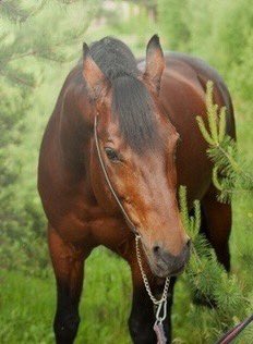 <Green. Green. Green. 

Where did the apples go?>