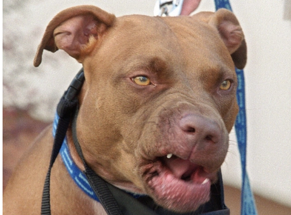 Dog_grad's tweet photo. Until a few decades ago, North America’s pit bull population was minuscule — mere hundreds of thousands, owned mostly by security-minded junkyard-dealer types who knew exactly what sort of ferocious jaws-with-legs they had on chain. https://t.co/6knsXRGZEV