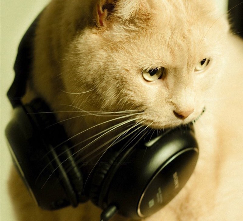they call me dj cat-ra 🎤😼