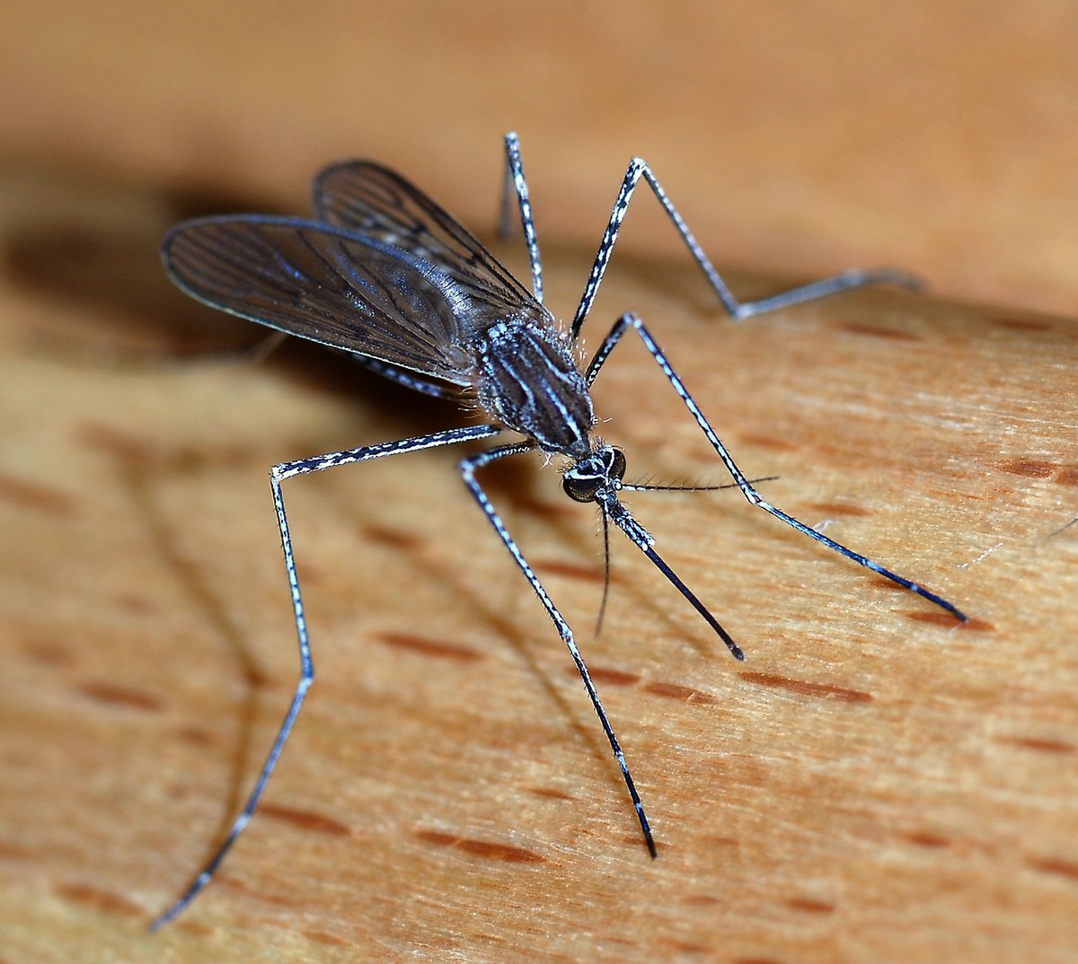 First, just to clarify, there is no one mosquito.there are more than 3500 species categorized into 112 genera that fall under the moniker of mosquito.Canada is home to ~82 species of mosquitos, some of which are zoophilic (animal-feeding) others anthropophilic (human-feeding)