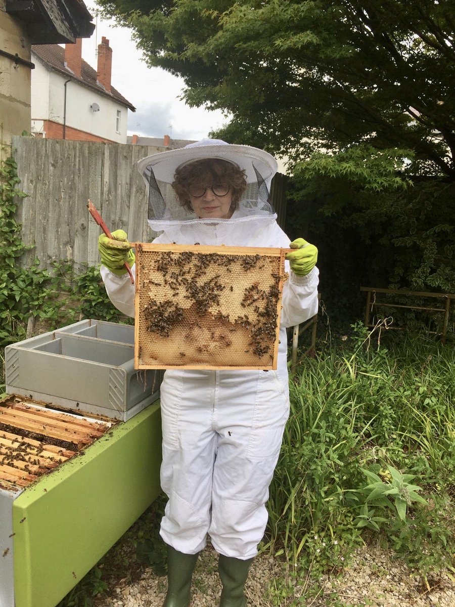 The bee garden is looking lush with wildflowers for pollinators. Female workers foraging bringing in plenty of pale yellow & white pollen-protein for the bees. The new Queen has been mated/Mrs B & Mrs K saw larvae, brood inc drone brood. 🐝🐝