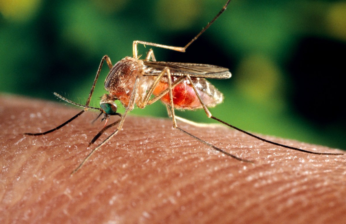 Mosquitos will track a CO­2 plume until they encounter host-cues. These first of these cues are usually smells emanating from the skin.As they get close to the source of a smell, mosquitos will then detect and head towards heat and moisture signals emanating from a body.
