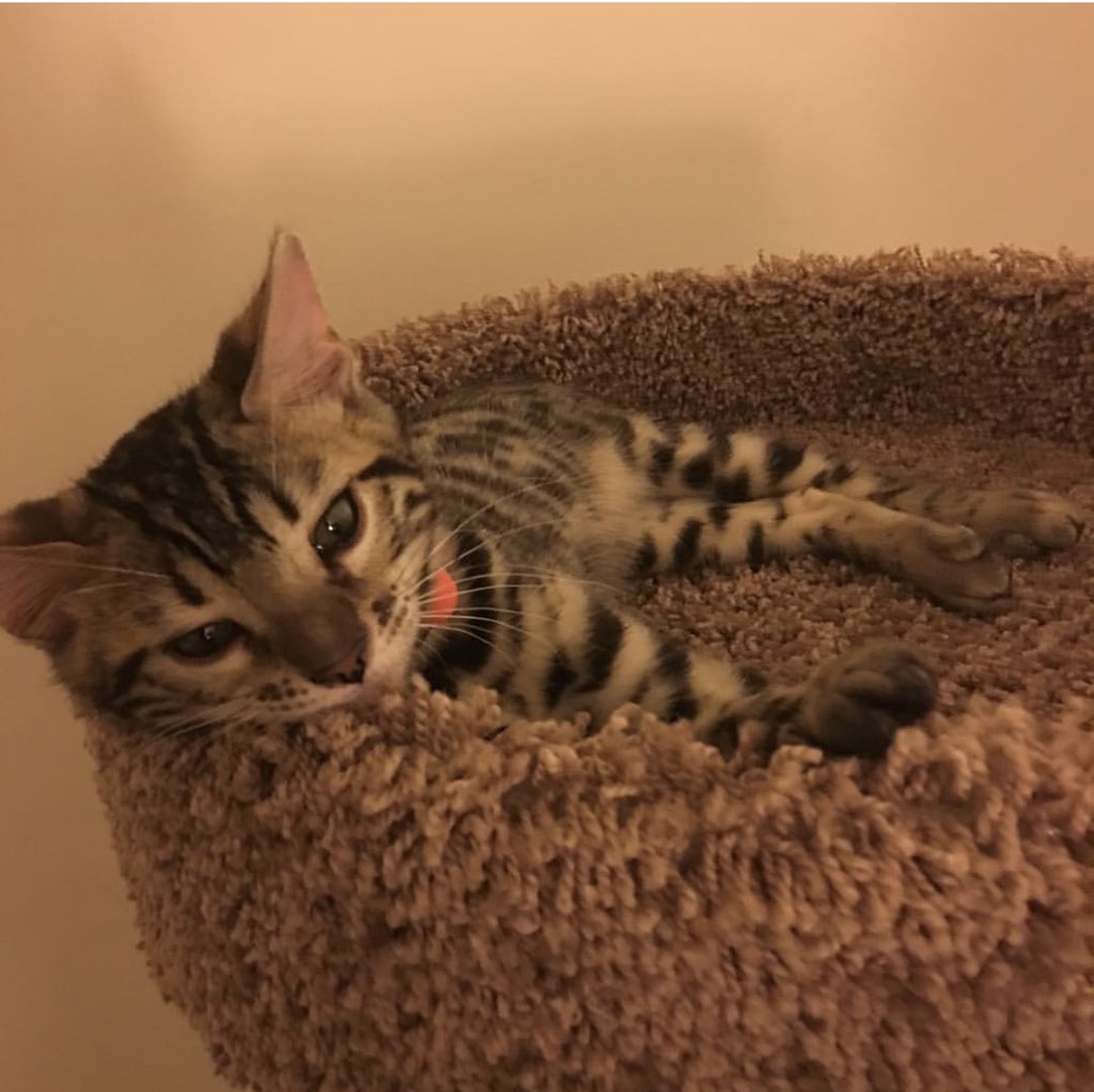 ChristinaChamb's tweet photo. Because it’s #NationalKittenDay , here’s some flashbacks of my little dude. #Hawk @TheBengalCats #AsianLeopard https://t.co/rFzjpn8uNr
