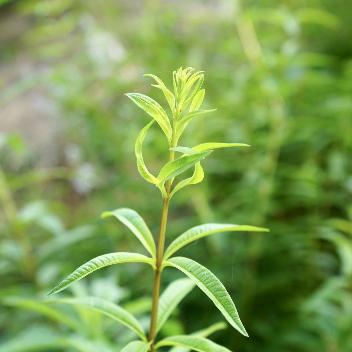 Aromavida_Ec's tweet photo. ¡El hermoso Cedrón! Además de tener un delicioso Aroma, el cual lo utilizamos en gran parte de nuestros cosméticos, también tiene propiedades terapéuticas que ayudan a mejorar el bienestar de las personas. https://t.co/JPRabaqzYn